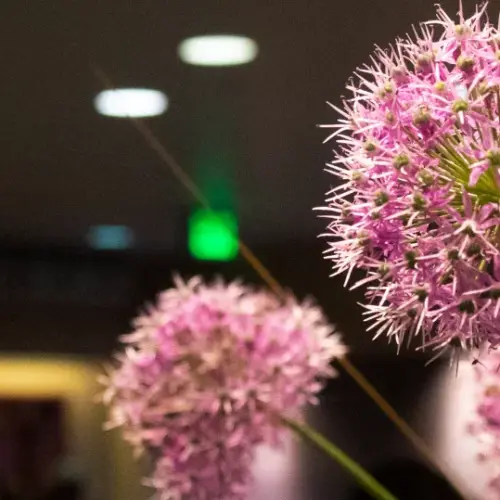 Close up of allium flowers.