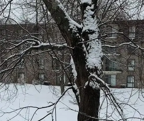 Oak Summit in the winter with snow on the ground