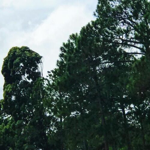 Bond University building and trees