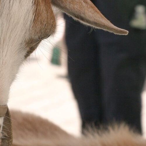 Up close portrait of a goat with a goat in background