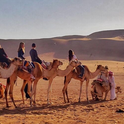 A group of students riding on camels.