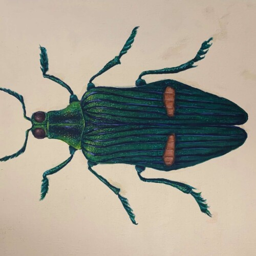 An illustration of a beetle