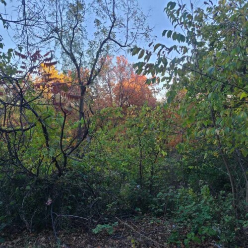 A photo of some trees and foliage.