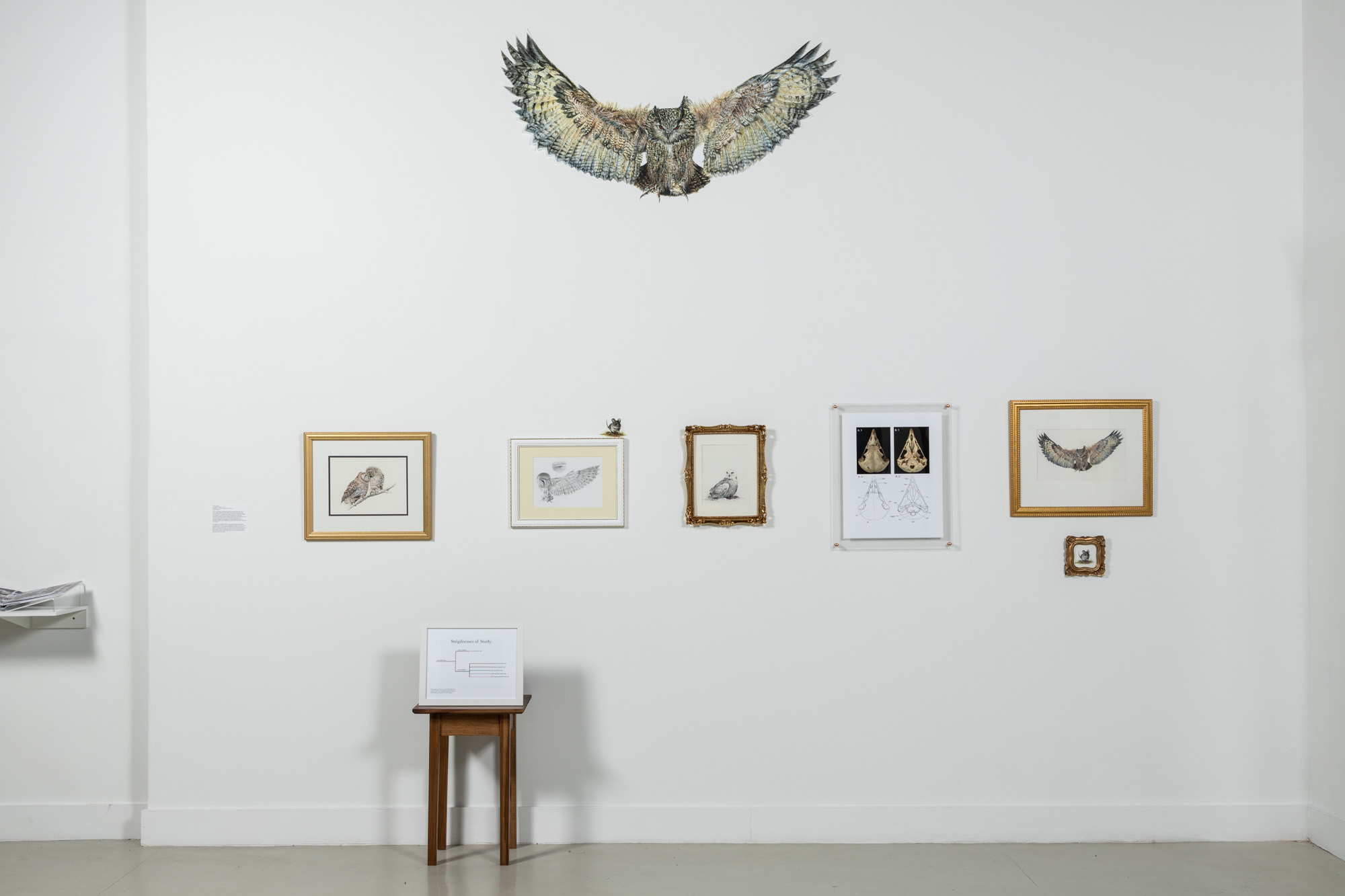 Display of owl scientific illustrations