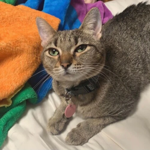 A brown cat sits on a bed, looking at the camera