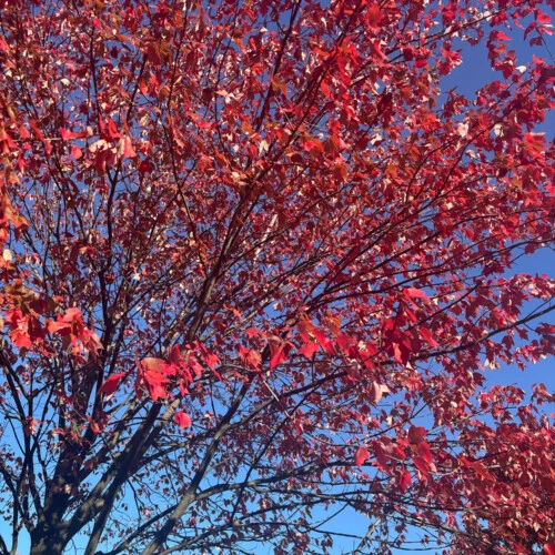 A tree with red leaves.