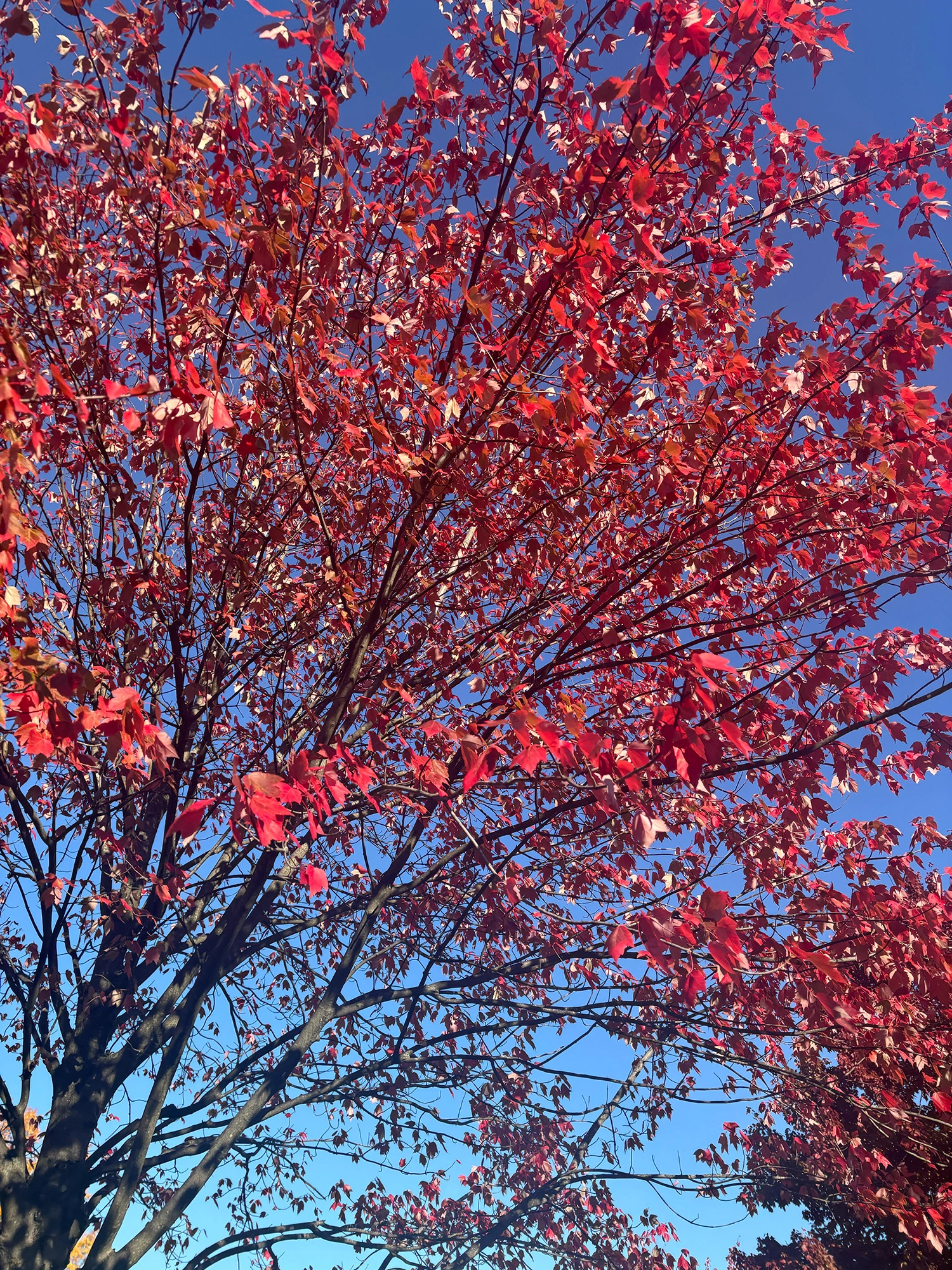 A tree with red leaves.